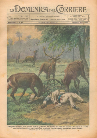 1929 * Rivista Storica Originale "La Domenica Del Corriere (N°30) - Agente Indigeno Attaccato Dai Cervi"