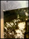 1990ca * Manifesto Poster Originale "Cavalli nel Bosco - Edizioni Quadrifoglio" Italia (B-)