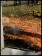 1990ca * Manifesto Poster Originale "Cavalli nel Bosco - Edizioni Quadrifoglio" Italia (B-)