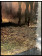 1990ca * Manifesto Poster Originale "Cavalli nel Bosco - Edizioni Quadrifoglio" Italia (B-)