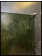 1990ca * Manifesto Poster Originale "Cavalli nel Bosco - Edizioni Quadrifoglio" Italia (B-)