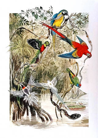 1990 * Affiche Illustration "Les Oiseaux, Sauvegarde de l'Amazonie - Gabriele Pozzi" (A)