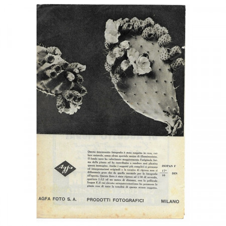 1943 * Anuncio Original Fotografía "AGFA Foto - Cactus" Blanco/Negro